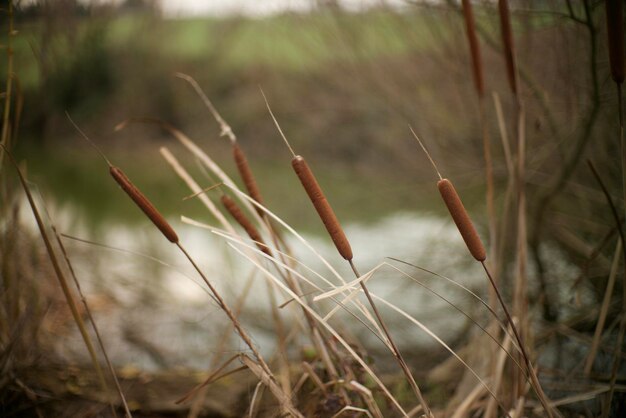 写真 畑で成長する植物のクローズアップ