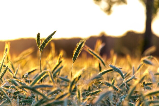 写真 畑で育つ植物のクローズアップ