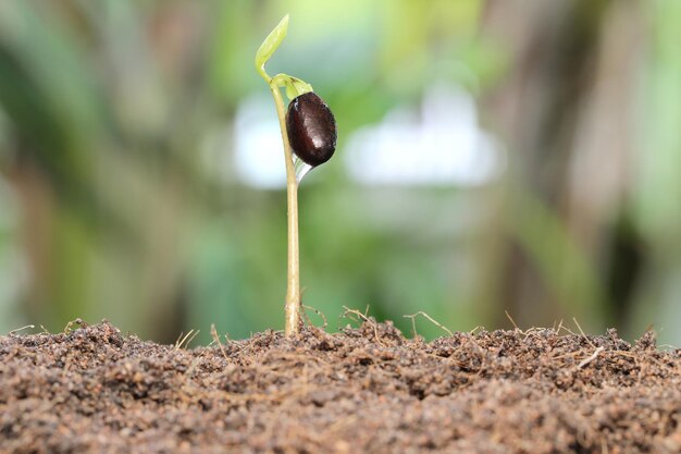 写真 畑で育つ植物のクローズアップ