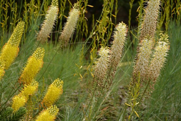 写真 畑で育つ植物のクローズアップ