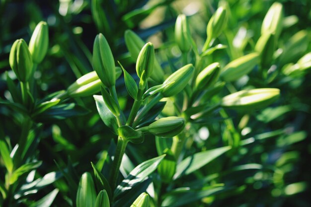 写真 畑で成長する植物のクローズアップ