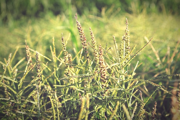 写真 畑で育つ植物のクローズアップ