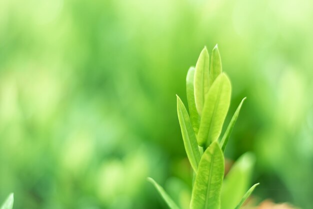 写真 畑で成長する植物のクローズアップ