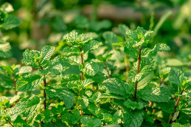 写真 畑で成長する植物のクローズアップ