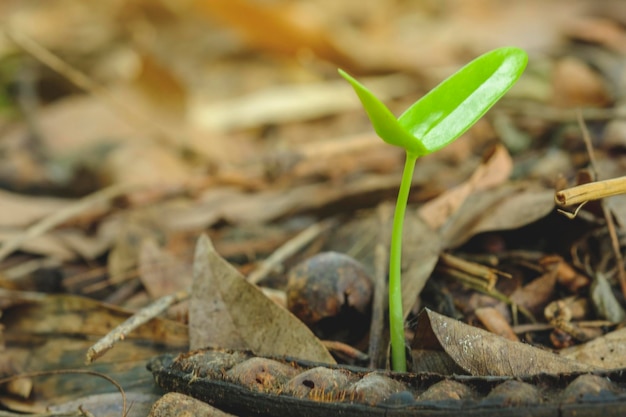 写真 畑で育つ植物のクローズアップ