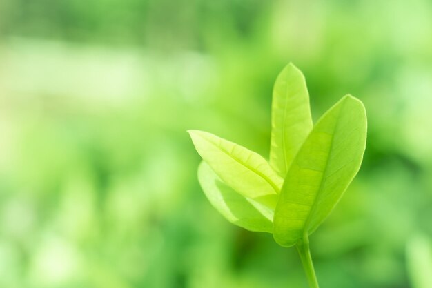 写真 畑で育つ植物のクローズアップ