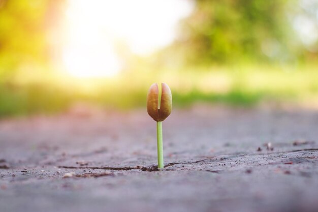 写真 畑で成長する植物のクローズアップ