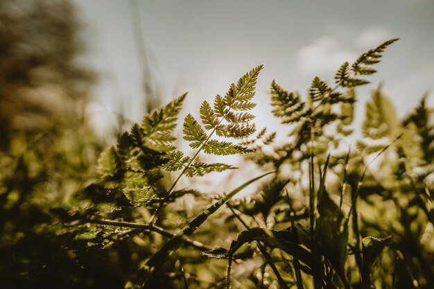 写真 畑で成長する植物のクローズアップ