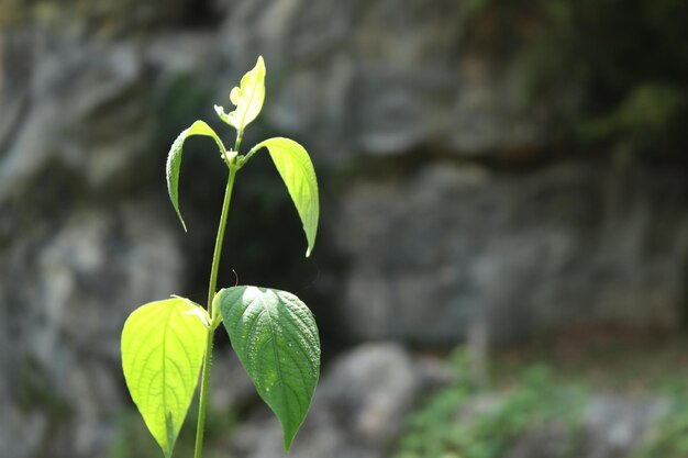 写真 畑で育つ植物のクローズアップ