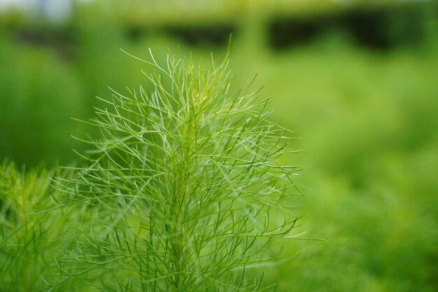 写真 畑で育つ植物のクローズアップ