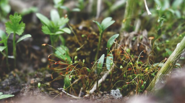 写真 畑で育つ植物のクローズアップ