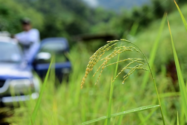 写真 畑で育つ植物のクローズアップ