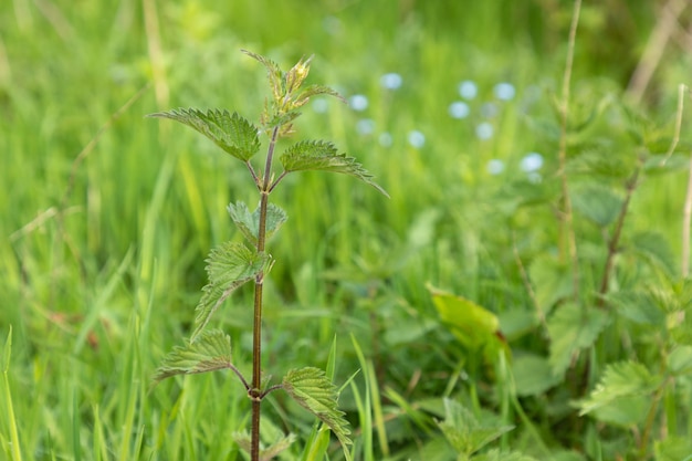 写真 畑で成長する植物のクローズアップ