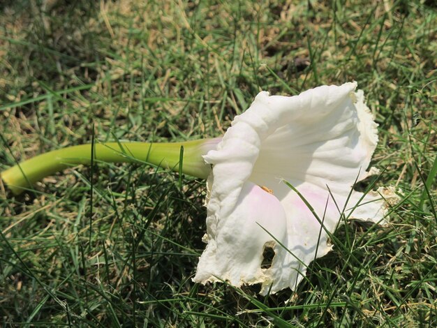 写真 草原で成長する植物のクローズアップ