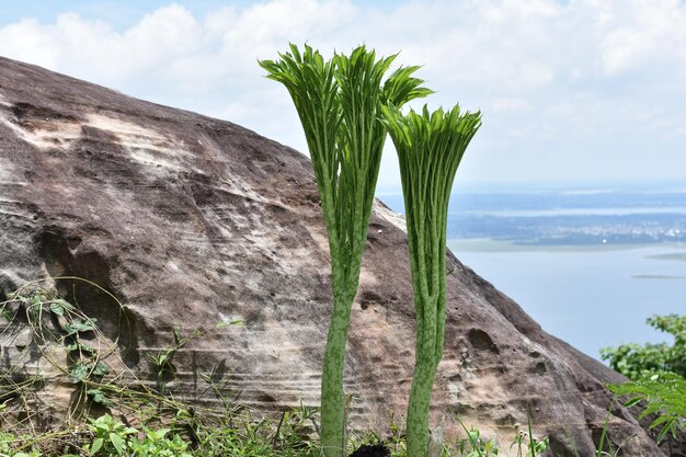 写真 天空を背景に陸上で成長する植物のクローズアップ