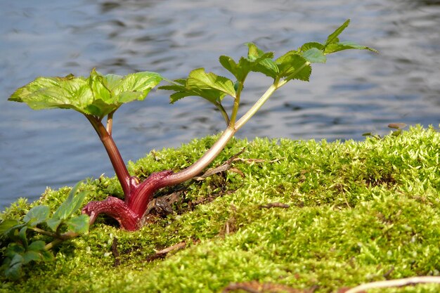 写真 モスで覆われた湖岸で成長する植物のクローズアップ