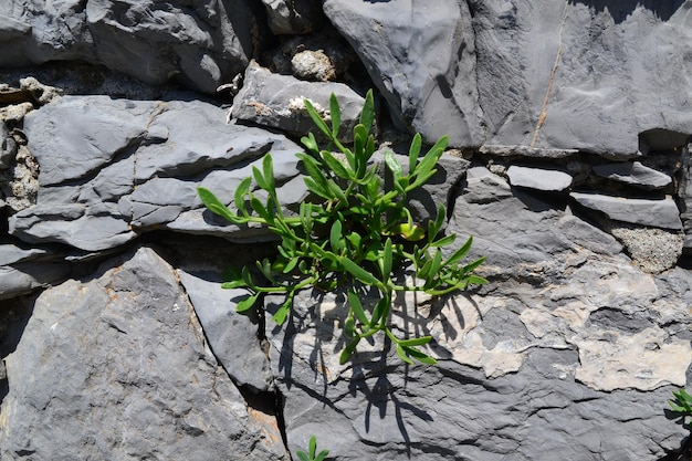 写真 岩の上で成長する植物のクローズアップ