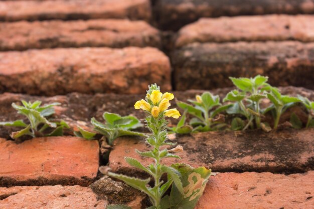 写真 岩の上で成長する植物のクローズアップ