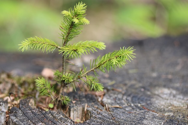 写真 街で育つ植物のクローズアップ