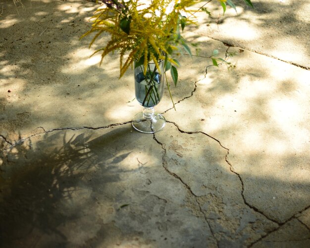 写真 樹の上で成長する植物のクローズアップ