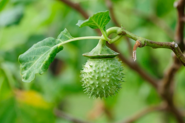 写真 木の上で成長する植物のクローズアップ