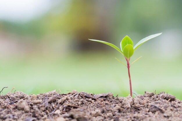 写真 外で育つ植物のクローズアップ