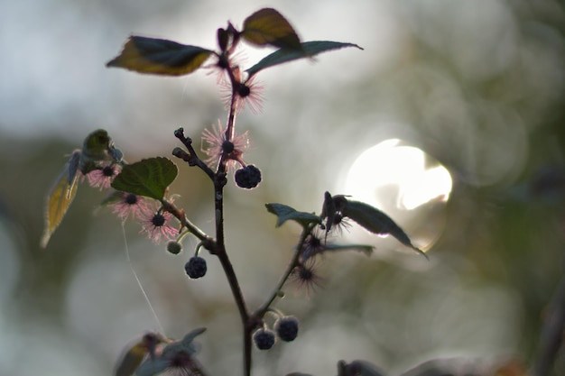 写真 外で育つ植物のクローズアップ