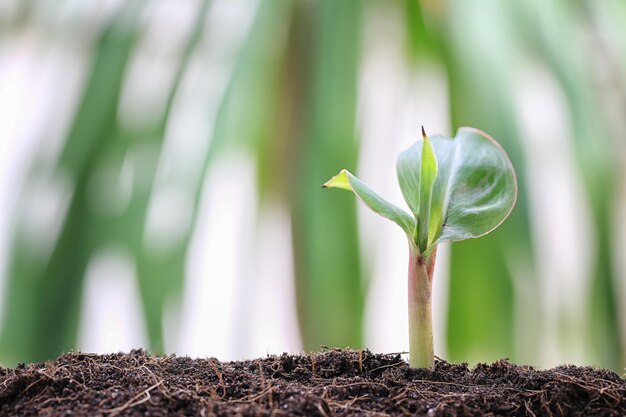 写真 外で育つ植物のクローズアップ