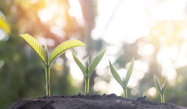 写真 屋外で育つ植物のクローズアップ