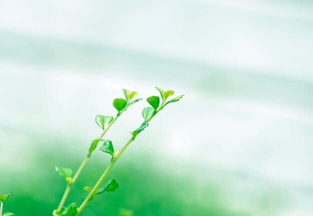 写真 畑の植物の葉のクローズアップ