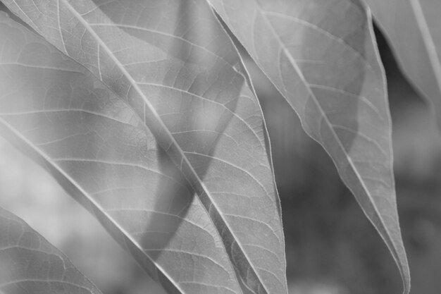 写真 植物の葉のクローズアップ