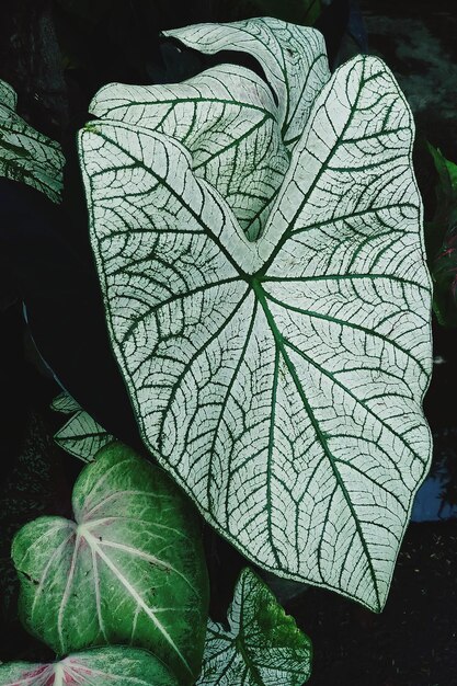 Фото Близкий взгляд на листья растений
