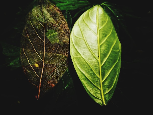 写真 植物の葉のクローズアップ