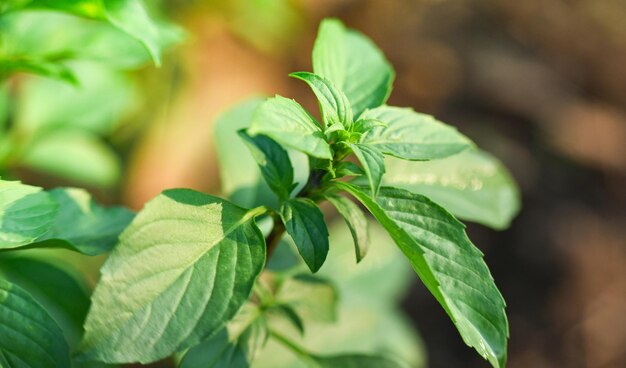 写真 植物の葉のクローズアップ