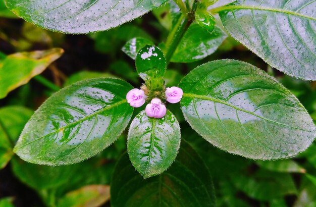 写真 植物の葉のクローズアップ