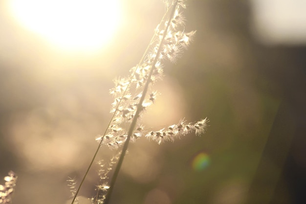 写真 晴れた日の植物のクローズアップ