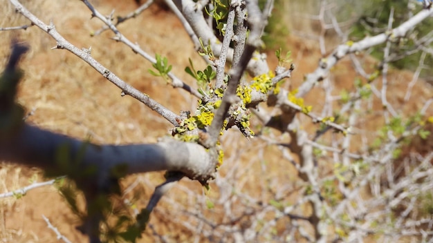 写真 樹の上にある植物のクローズアップ