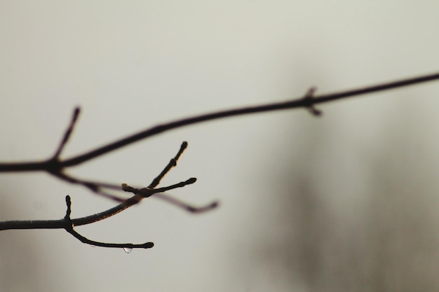 写真 植物の枝のクローズアップ