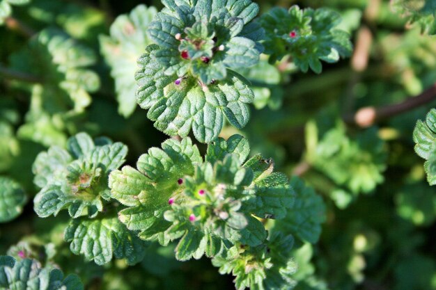 写真 植物のクローズアップ