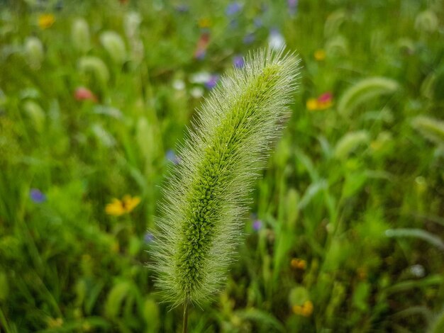 写真 プラントのクローズアップ