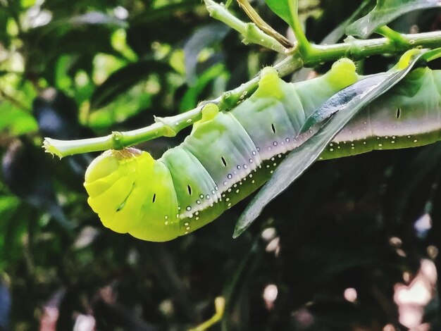 写真 プラントのクローズアップ