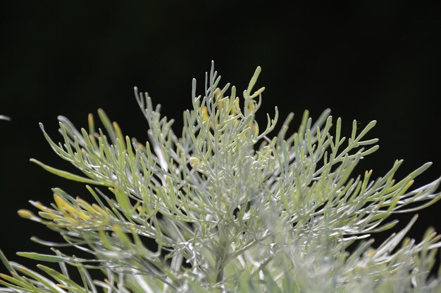 写真 黒い背景の植物のクローズアップ