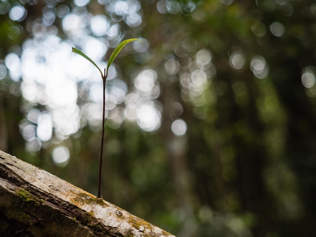 写真 ぼんやりした背景の植物のクローズアップ