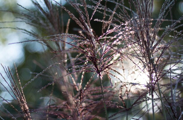 写真 ぼんやりした背景の植物のクローズアップ