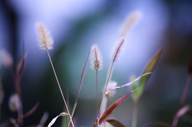 写真 ぼんやりした背景の植物のクローズアップ