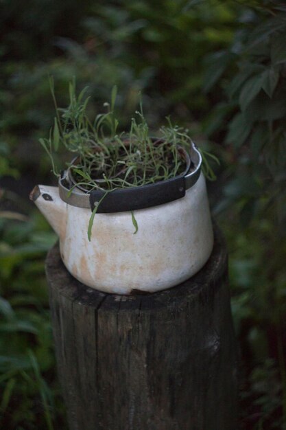 写真 ぼんやりした背景の植物のクローズアップ