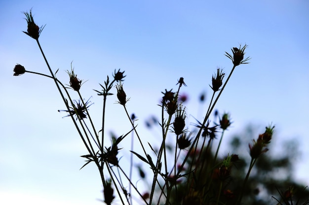 写真 澄んだ青い空を背景に植物のクローズアップ