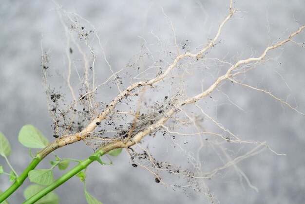 写真 雲の空を背景に植物のクローズアップ