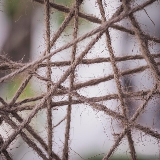 写真 空に照らされた植物のクローズアップ