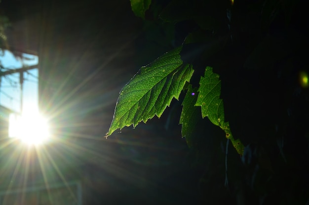 사진 ⁇ 빛에 대한 식물의 클로즈업